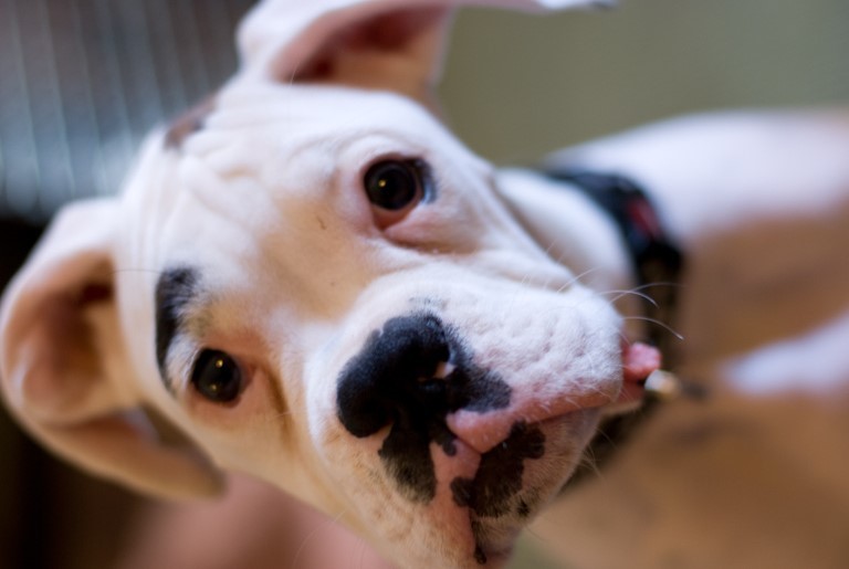 puppy, unsure of what being said